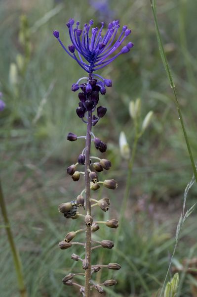 Pflanzenbild gross Schopfige Traubenhyazinthe - Muscari comosum