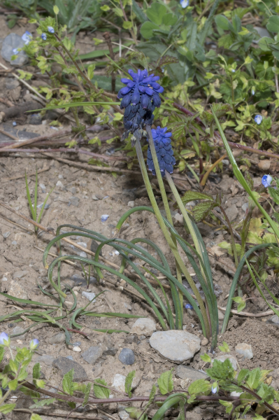 Pflanzenbild gross Weinberg-Traubenhyazinthe - Muscari neglectum aggr.