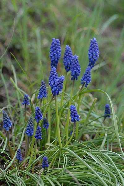 Pflanzenbild gross Weinberg-Traubenhyazinthe - Muscari neglectum aggr.