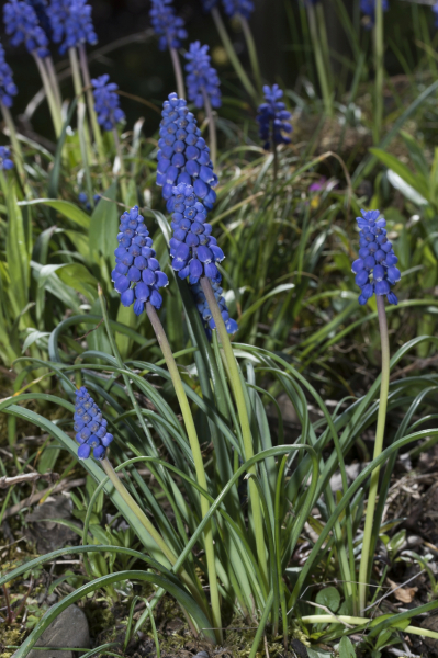 Pflanzenbild gross Weinberg-Traubenhyazinthe - Muscari neglectum aggr.