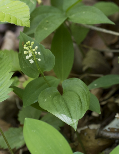 Pflanzenbild gross Zweiblättrige Schattenblume - Maianthemum bifolium