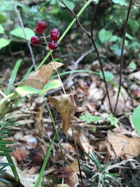 Pflanzenbild gross Zweiblättrige Schattenblume - Maianthemum bifolium