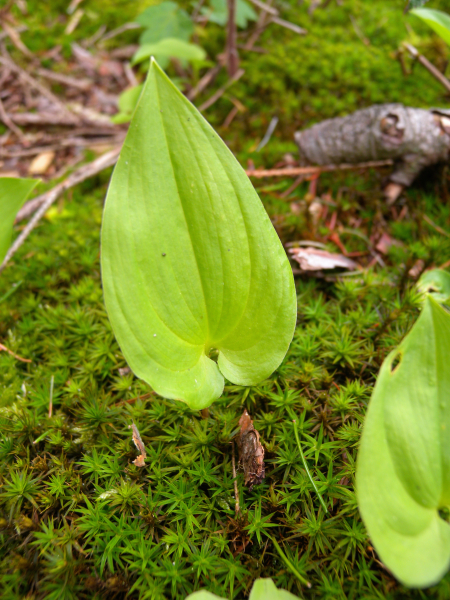 Pflanzenbild gross Zweiblättrige Schattenblume - Maianthemum bifolium
