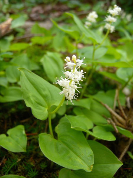 Pflanzenbild gross Zweiblättrige Schattenblume - Maianthemum bifolium