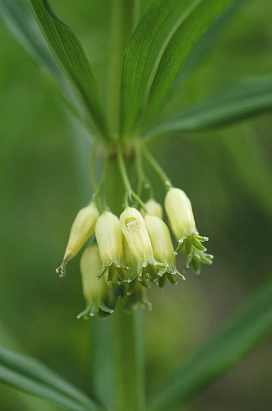 Pflanzenbild gross Quirlblättriges Salomonssiegel - Polygonatum verticillatum