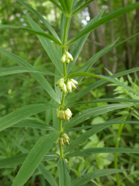 Pflanzenbild gross Quirlblättriges Salomonssiegel - Polygonatum verticillatum