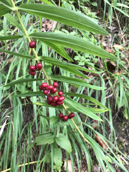 Pflanzenbild gross Quirlblättriges Salomonssiegel - Polygonatum verticillatum