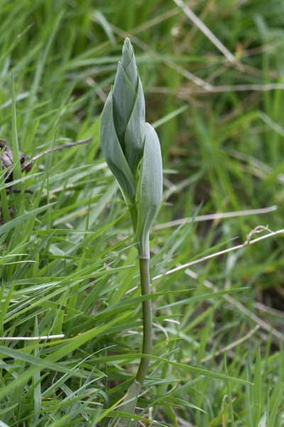 Pflanzenbild gross Vielblütiges Salomonssiegel - Polygonatum multiflorum