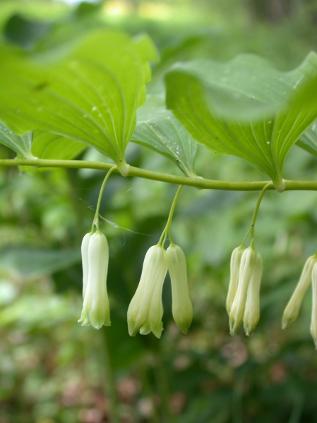 Pflanzenbild gross Vielblütiges Salomonssiegel - Polygonatum multiflorum