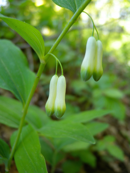 Pflanzenbild gross Vielblütiges Salomonssiegel - Polygonatum multiflorum