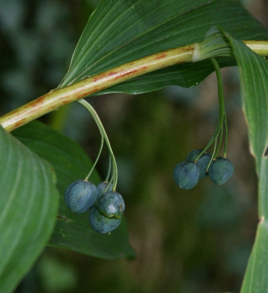 Pflanzenbild gross Vielblütiges Salomonssiegel - Polygonatum multiflorum