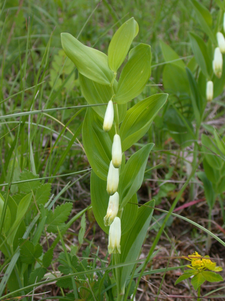 Pflanzenbild gross Echtes Salomonssiegel - Polygonatum odoratum