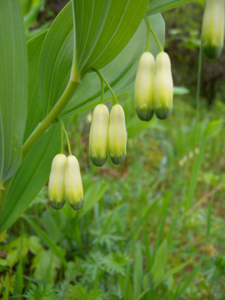 Pflanzenbild gross Echtes Salomonssiegel - Polygonatum odoratum