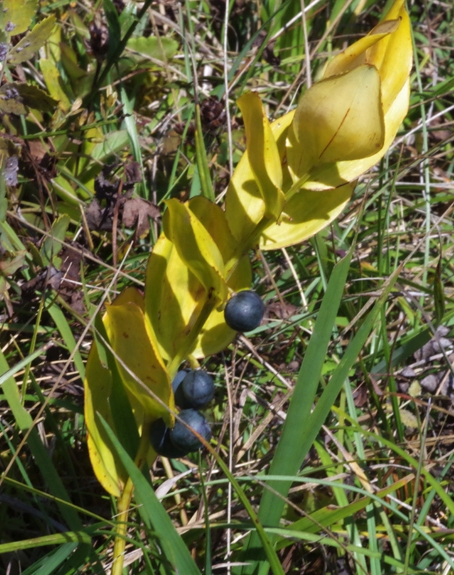 Pflanzenbild gross Echtes Salomonssiegel - Polygonatum odoratum