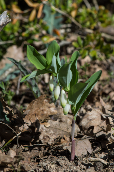 Pflanzenbild gross Echtes Salomonssiegel - Polygonatum odoratum