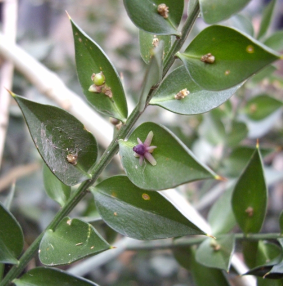 Pflanzenbild gross Mäusedorn - Ruscus aculeatus