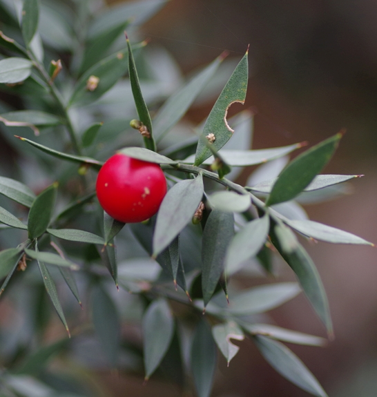 Pflanzenbild gross Mäusedorn - Ruscus aculeatus