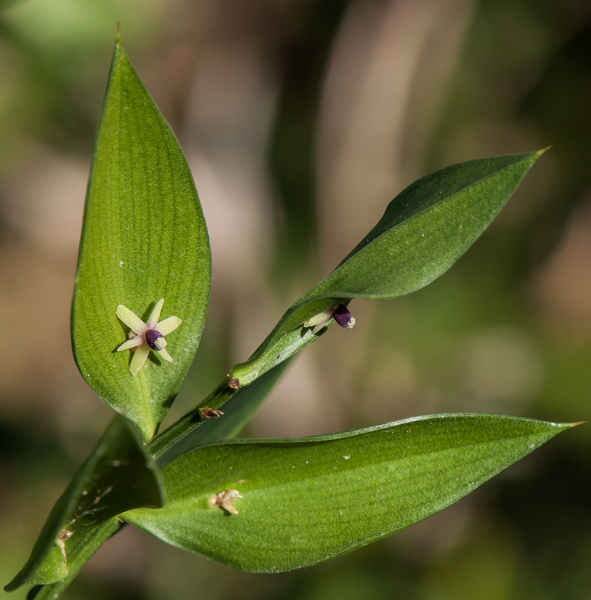 Pflanzenbild gross Mäusedorn - Ruscus aculeatus