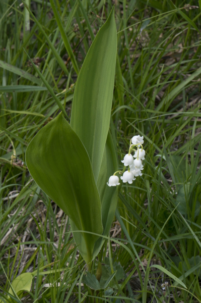 Pflanzenbild gross Maiglöckchen - Convallaria majalis