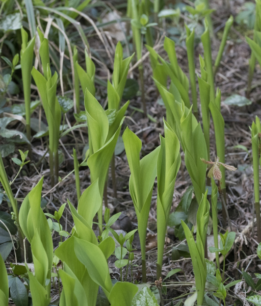 Pflanzenbild gross Maiglöckchen - Convallaria majalis