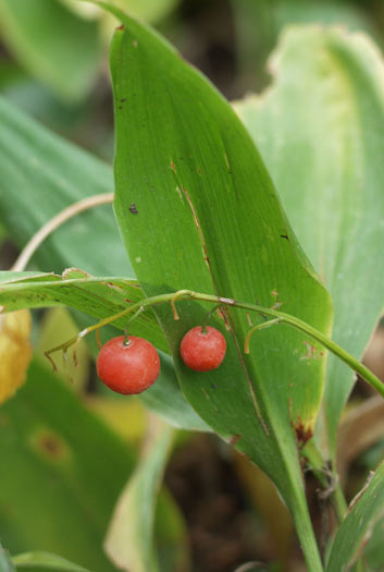 Pflanzenbild gross Maiglöckchen - Convallaria majalis