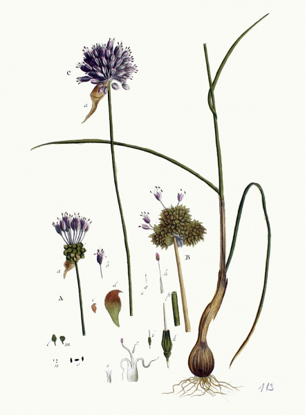 Pflanzenbild gross Weinberg-Lauch - Allium vineale