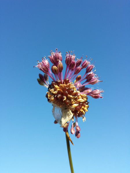 Pflanzenbild gross Weinberg-Lauch - Allium vineale