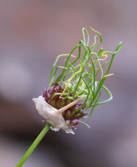 Pflanzenbild gross Weinberg-Lauch - Allium vineale