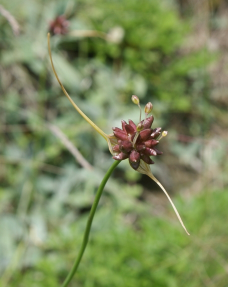 Pflanzenbild gross Weinberg-Lauch - Allium vineale