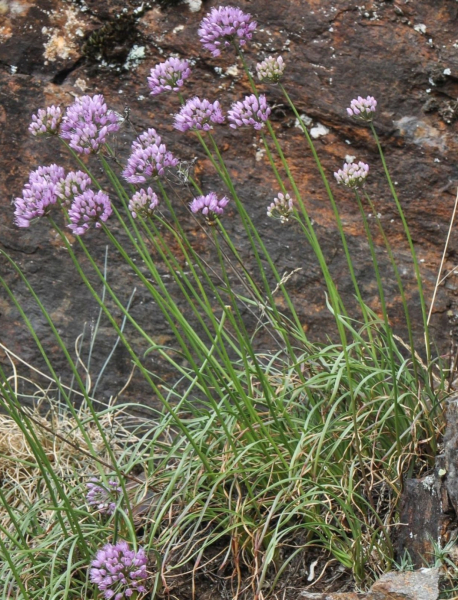 Pflanzenbild gross Berg-Lauch - Allium lusitanicum
