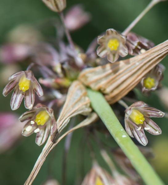 Pflanzenbild gross Ross-Lauch - Allium oleraceum