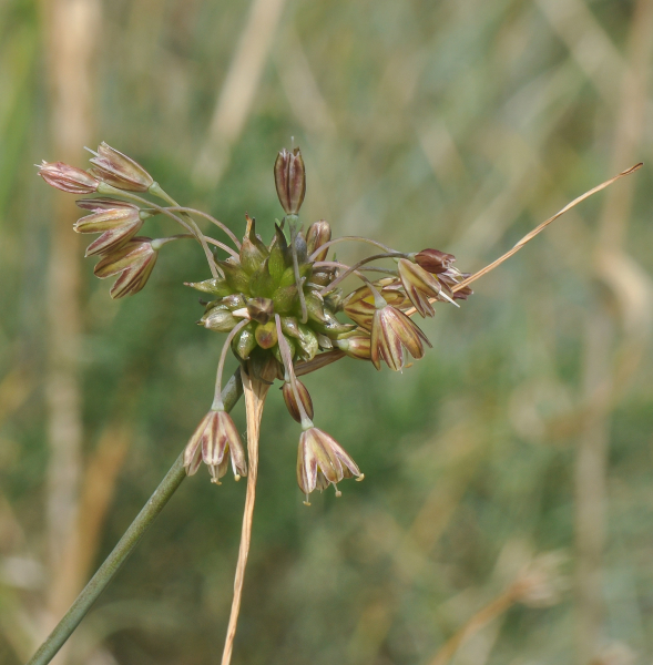 Pflanzenbild gross Ross-Lauch - Allium oleraceum