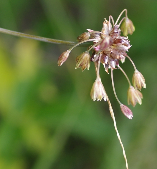 Pflanzenbild gross Ross-Lauch - Allium oleraceum