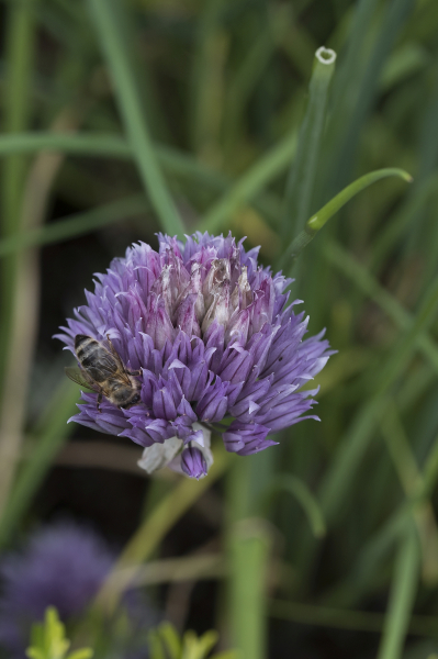 Pflanzenbild gross Schnittlauch - Allium schoenoprasum