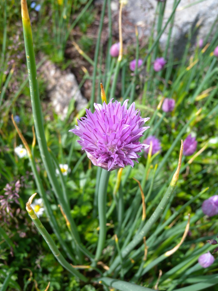 Pflanzenbild gross Schnittlauch - Allium schoenoprasum
