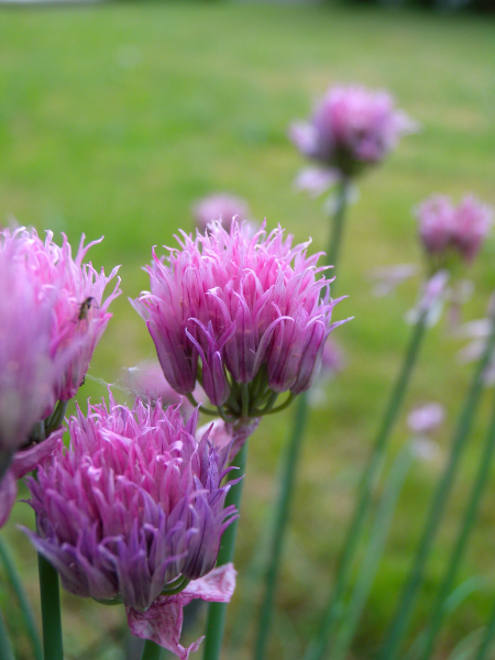 Pflanzenbild gross Schnittlauch - Allium schoenoprasum