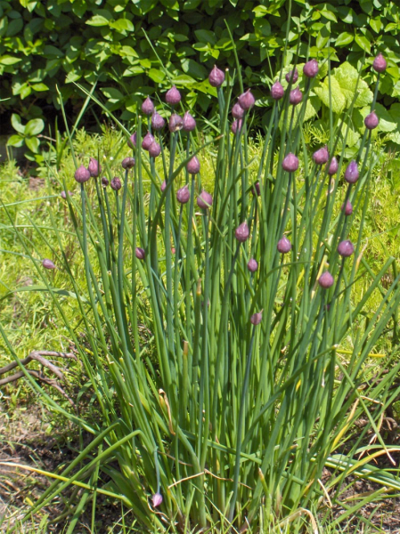 Pflanzenbild gross Schnittlauch - Allium schoenoprasum