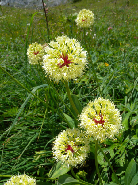 Pflanzenbild gross Allermannsharnisch - Allium victorialis