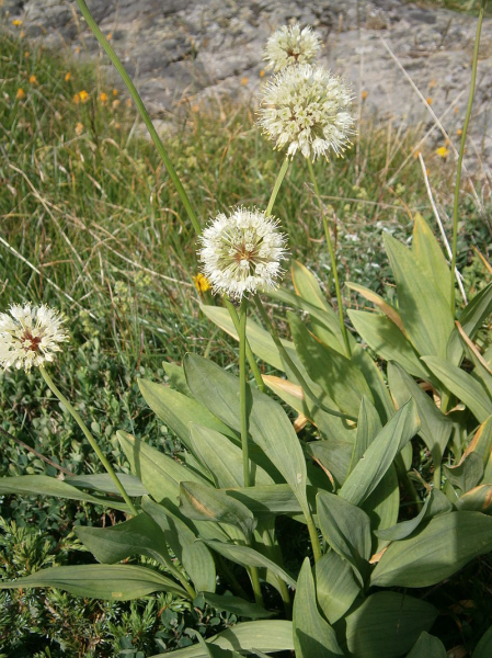 Pflanzenbild gross Allermannsharnisch - Allium victorialis