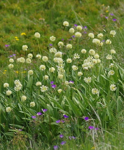 Pflanzenbild gross Allermannsharnisch - Allium victorialis