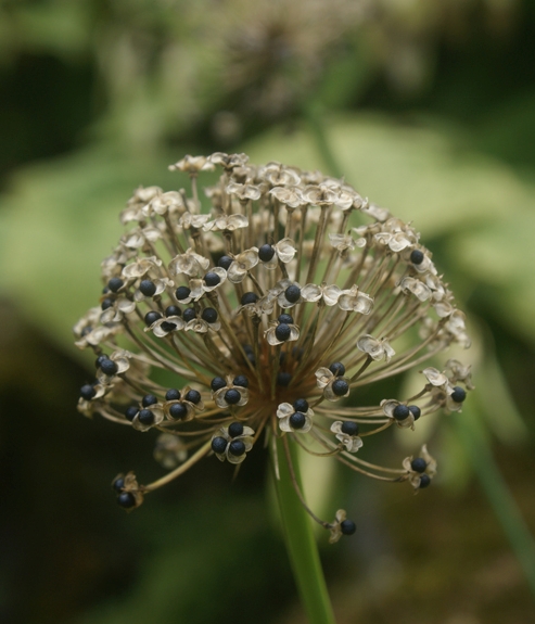 Pflanzenbild gross Allermannsharnisch - Allium victorialis