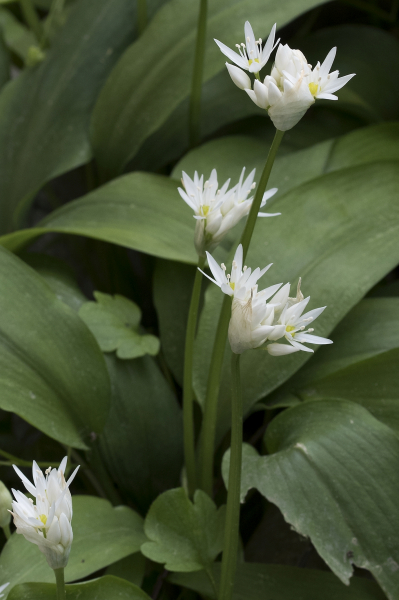Pflanzenbild gross Bärlauch - Allium ursinum