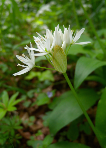 Pflanzenbild gross Bärlauch - Allium ursinum