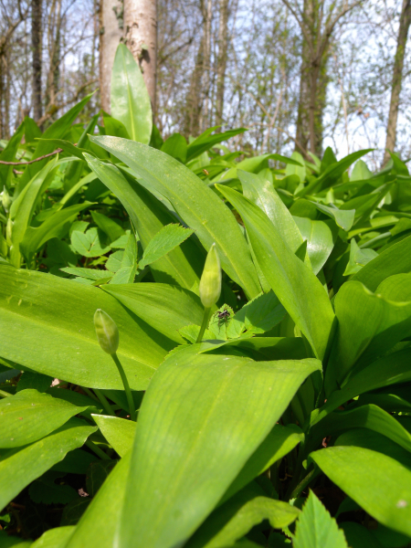 Pflanzenbild gross Bärlauch - Allium ursinum