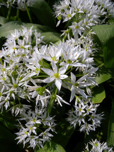 Pflanzenbild gross Bärlauch - Allium ursinum