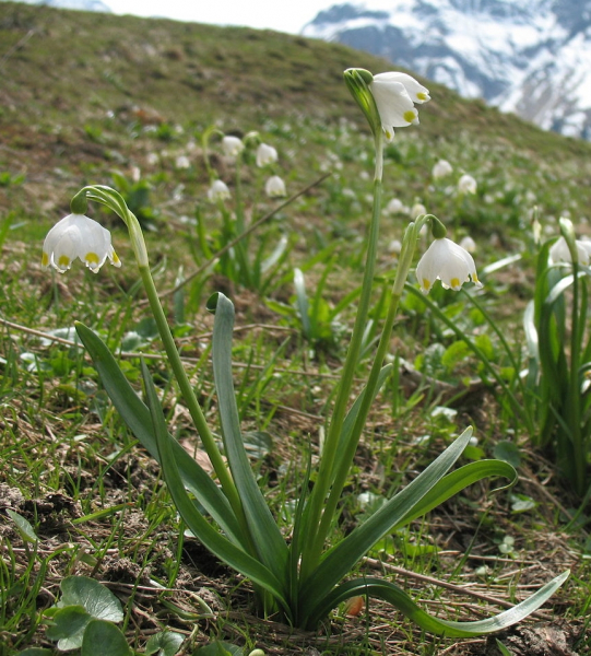 Pflanzenbild gross Märzenglöckchen - Leucojum vernum