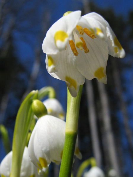 Pflanzenbild gross Märzenglöckchen - Leucojum vernum