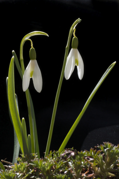 Pflanzenbild gross Schneeglöckchen - Galanthus nivalis