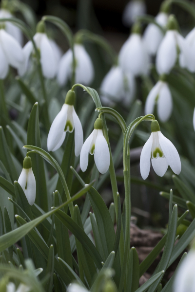Pflanzenbild gross Schneeglöckchen - Galanthus nivalis