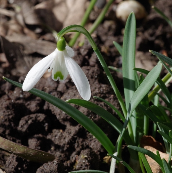 Pflanzenbild gross Schneeglöckchen - Galanthus nivalis